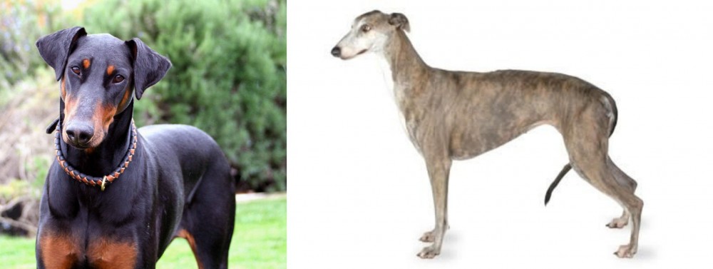 Greyhound vs Doberman Pinscher - Breed Comparison