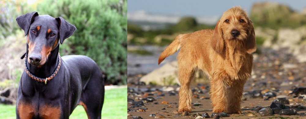 Griffon Fauve de Bretagne vs Doberman Pinscher - Breed Comparison