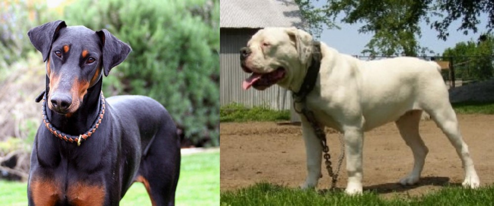 Hermes Bulldogge vs Doberman Pinscher - Breed Comparison
