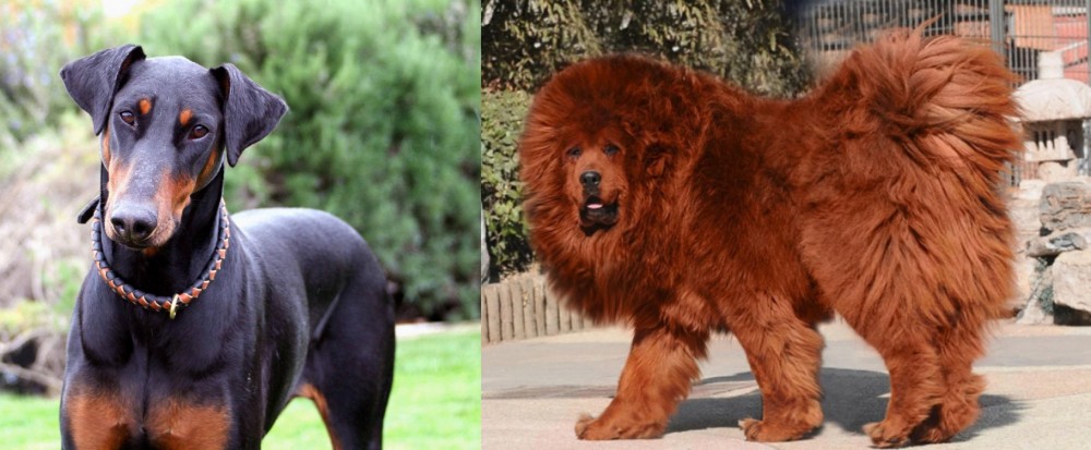 Himalayan Mastiff vs Doberman Pinscher - Breed Comparison