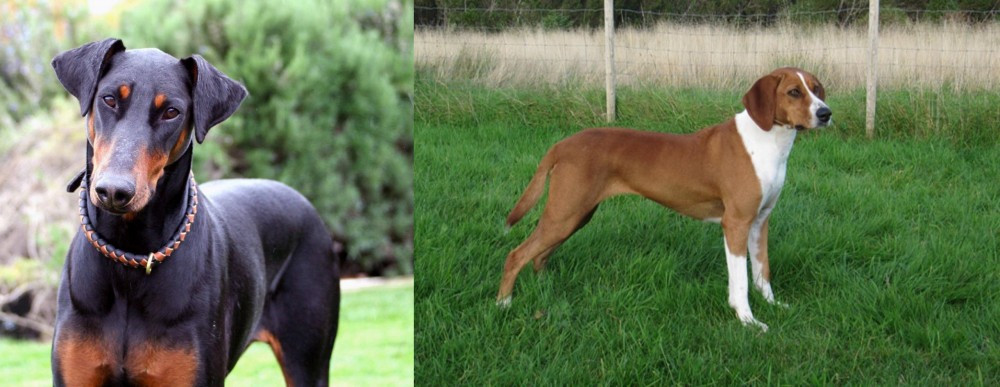 Hygenhund vs Doberman Pinscher - Breed Comparison