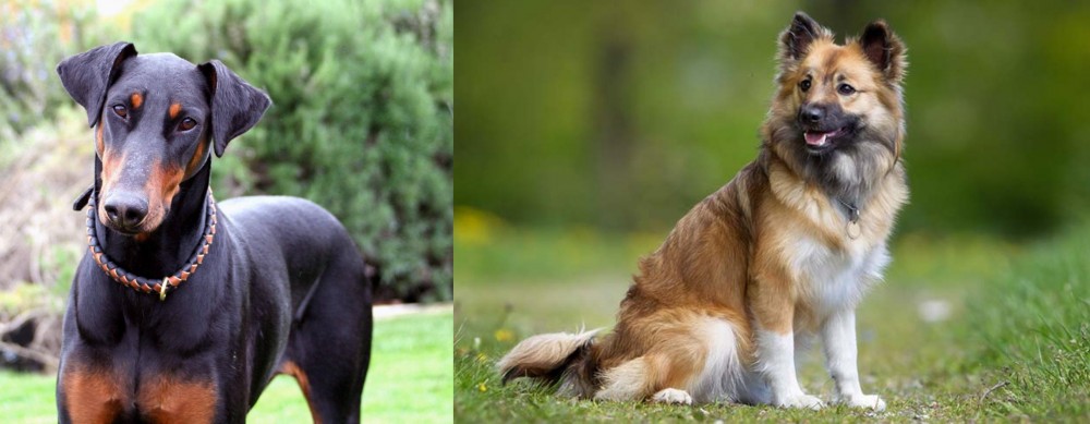 Icelandic Sheepdog vs Doberman Pinscher - Breed Comparison