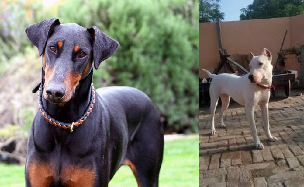 Indian Bull Terrier vs Doberman Pinscher - Breed Comparison