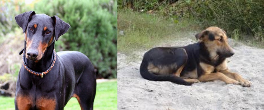 Indian Pariah Dog vs Doberman Pinscher - Breed Comparison