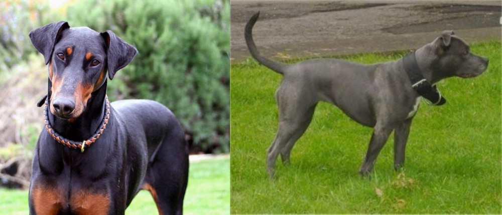 Irish Bull Terrier vs Doberman Pinscher - Breed Comparison