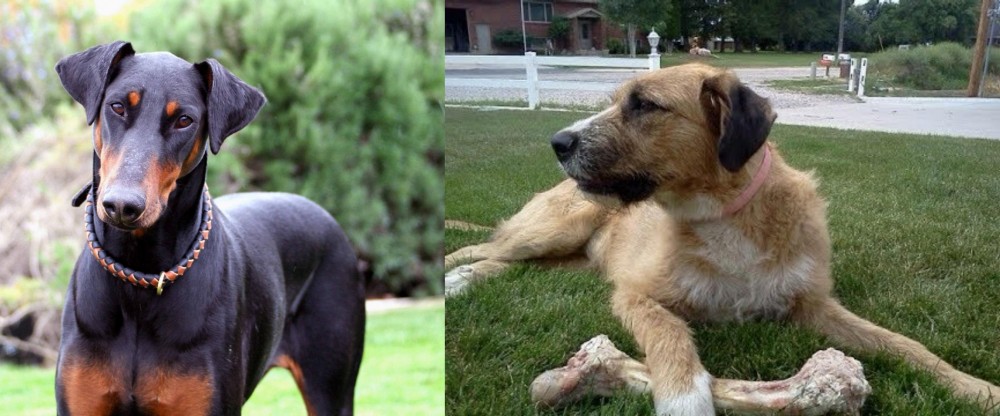 Irish Mastiff Hound vs Doberman Pinscher - Breed Comparison