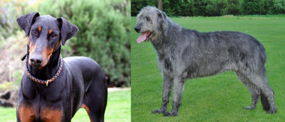 Irish Wolfhound vs Doberman Pinscher - Breed Comparison