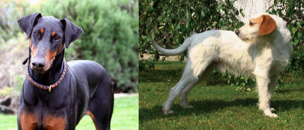 Istarski Ostrodlaki Gonic vs Doberman Pinscher - Breed Comparison