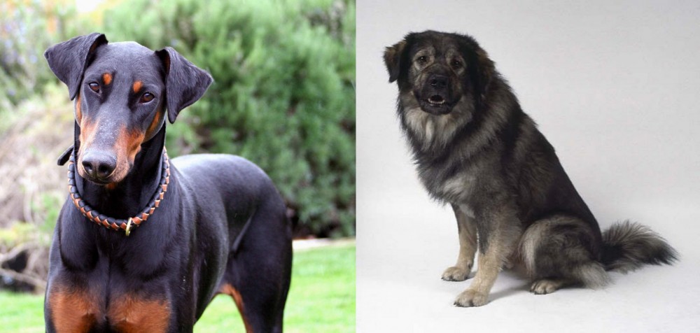 Istrian Sheepdog vs Doberman Pinscher - Breed Comparison