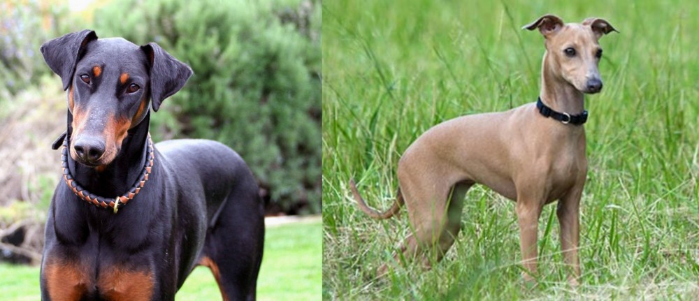 Italian Greyhound vs Doberman Pinscher - Breed Comparison