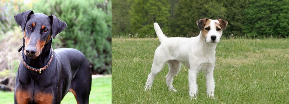 Jack Russell Terrier vs Doberman Pinscher - Breed Comparison