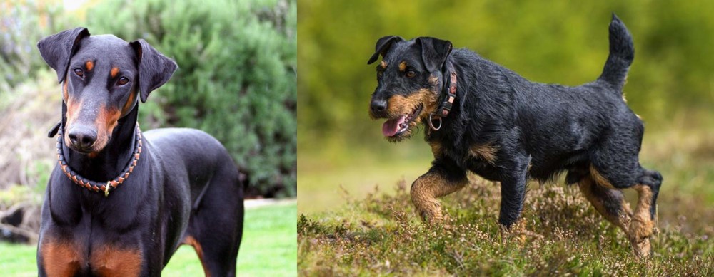 Jagdterrier vs Doberman Pinscher - Breed Comparison