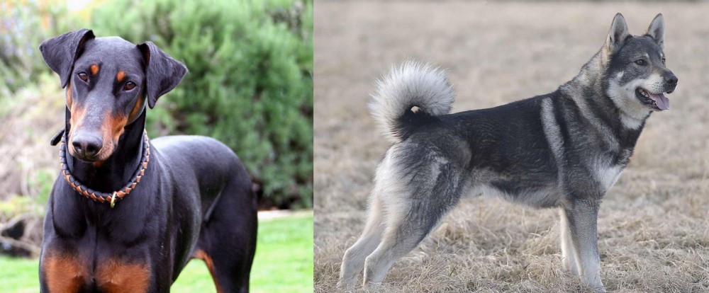 Jamthund vs Doberman Pinscher - Breed Comparison