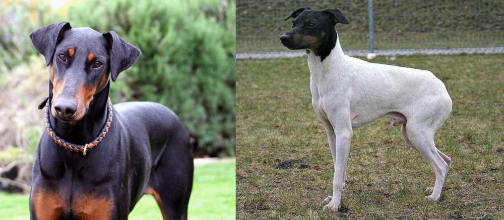 Japanese Terrier vs Doberman Pinscher - Breed Comparison
