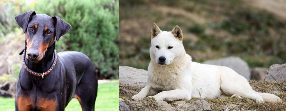 Jindo vs Doberman Pinscher - Breed Comparison