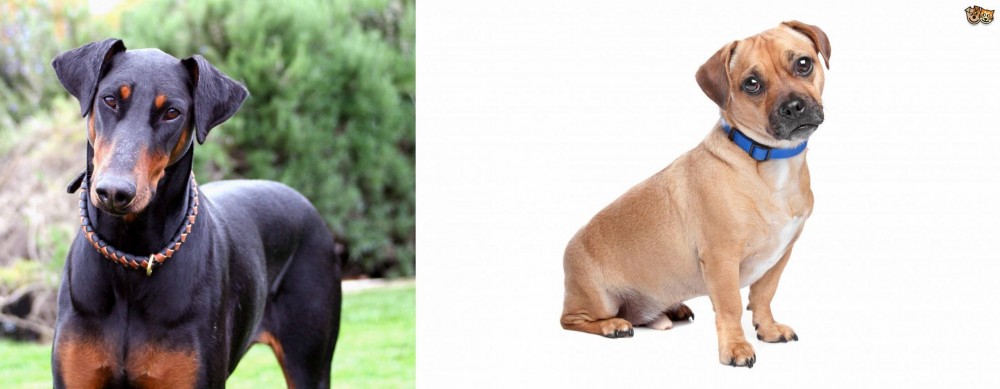 Jug vs Doberman Pinscher - Breed Comparison