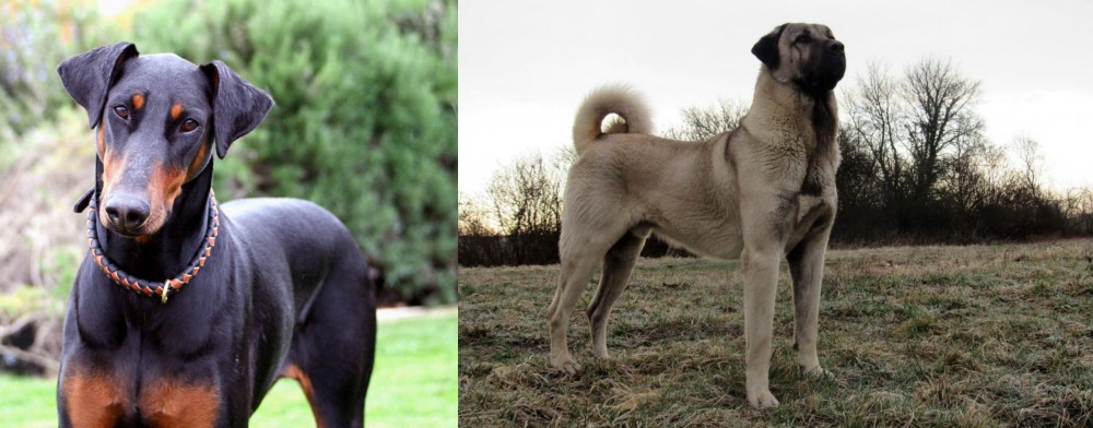 Kangal Dog vs Doberman Pinscher - Breed Comparison