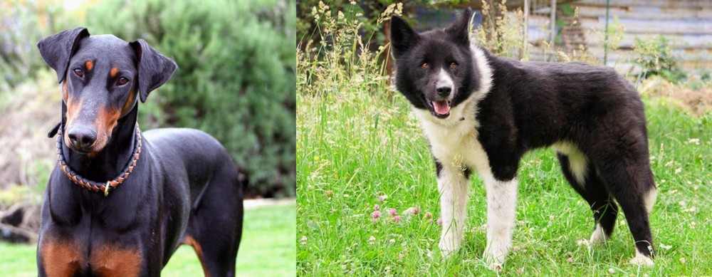 Karelian Bear Dog vs Doberman Pinscher - Breed Comparison
