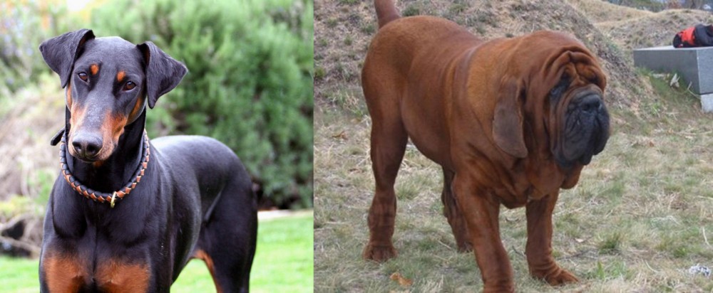 Korean Mastiff vs Doberman Pinscher - Breed Comparison