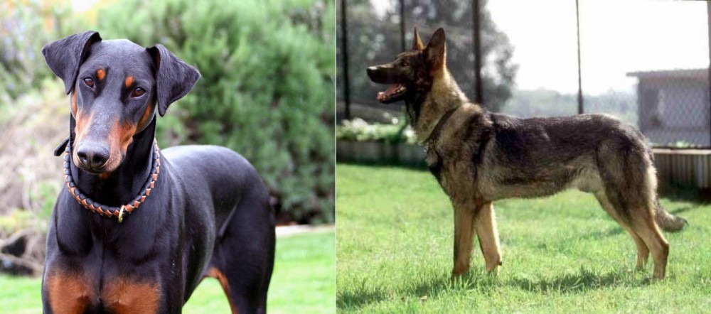 Kunming Dog vs Doberman Pinscher - Breed Comparison