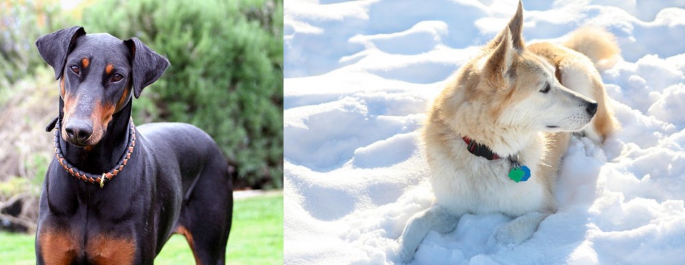 Labrador Husky vs Doberman Pinscher - Breed Comparison