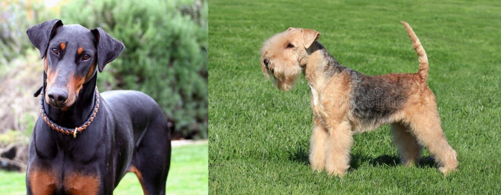 Lakeland Terrier vs Doberman Pinscher - Breed Comparison