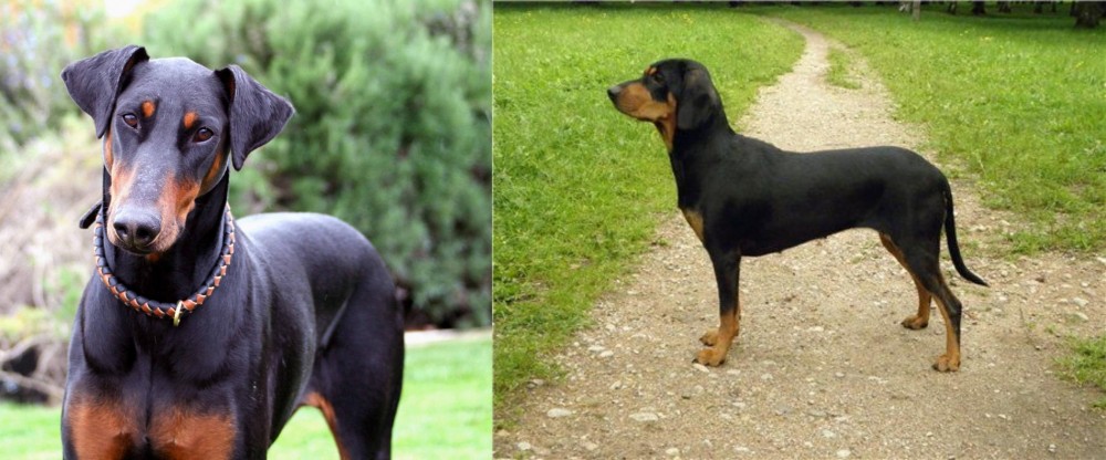 Latvian Hound vs Doberman Pinscher - Breed Comparison