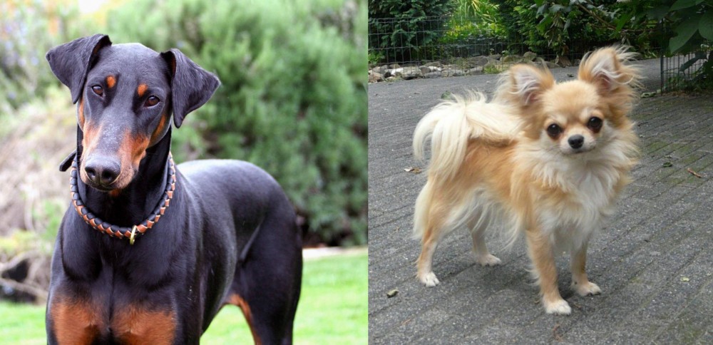 Long Haired Chihuahua vs Doberman Pinscher - Breed Comparison