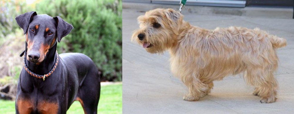 Lucas Terrier vs Doberman Pinscher - Breed Comparison