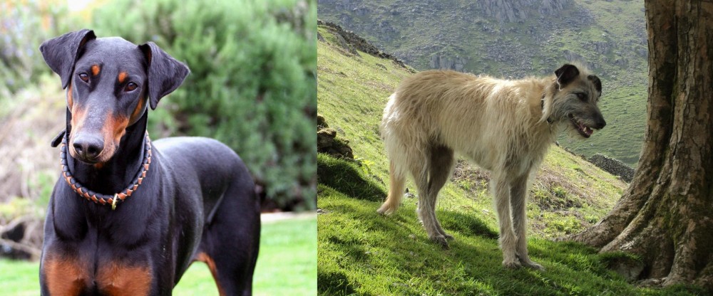 Lurcher vs Doberman Pinscher - Breed Comparison