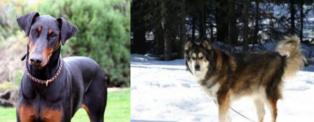 Mackenzie River Husky vs Doberman Pinscher - Breed Comparison