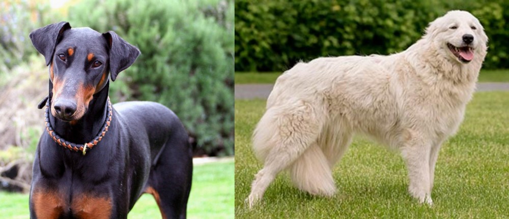 Maremma Sheepdog vs Doberman Pinscher - Breed Comparison