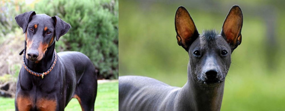 Mexican Hairless vs Doberman Pinscher - Breed Comparison