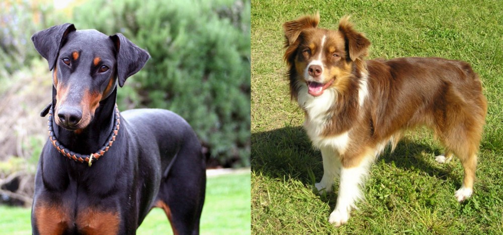 Miniature Australian Shepherd vs Doberman Pinscher - Breed Comparison