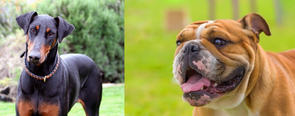 Miniature English Bulldog vs Doberman Pinscher - Breed Comparison