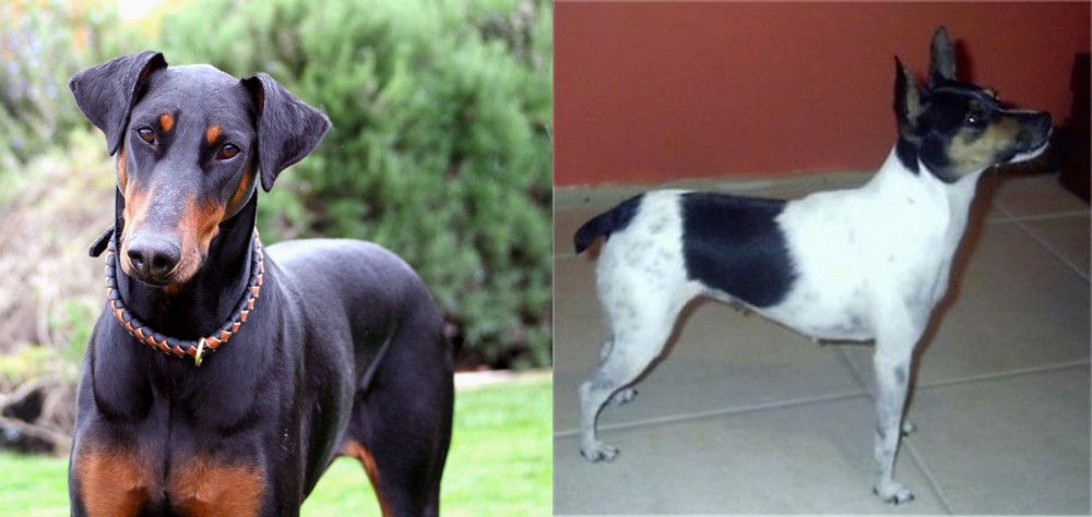 Miniature Fox Terrier vs Doberman Pinscher - Breed Comparison