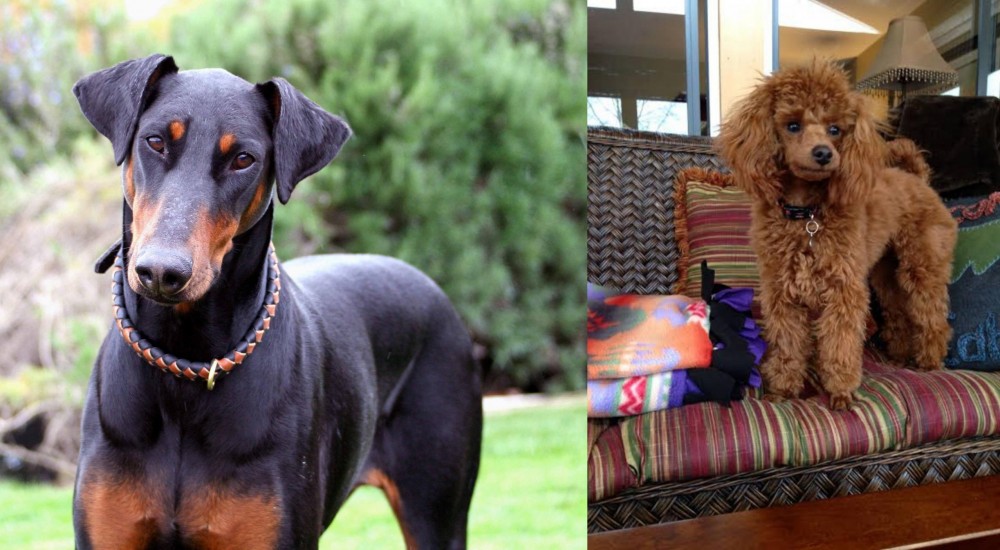 Miniature Poodle vs Doberman Pinscher - Breed Comparison