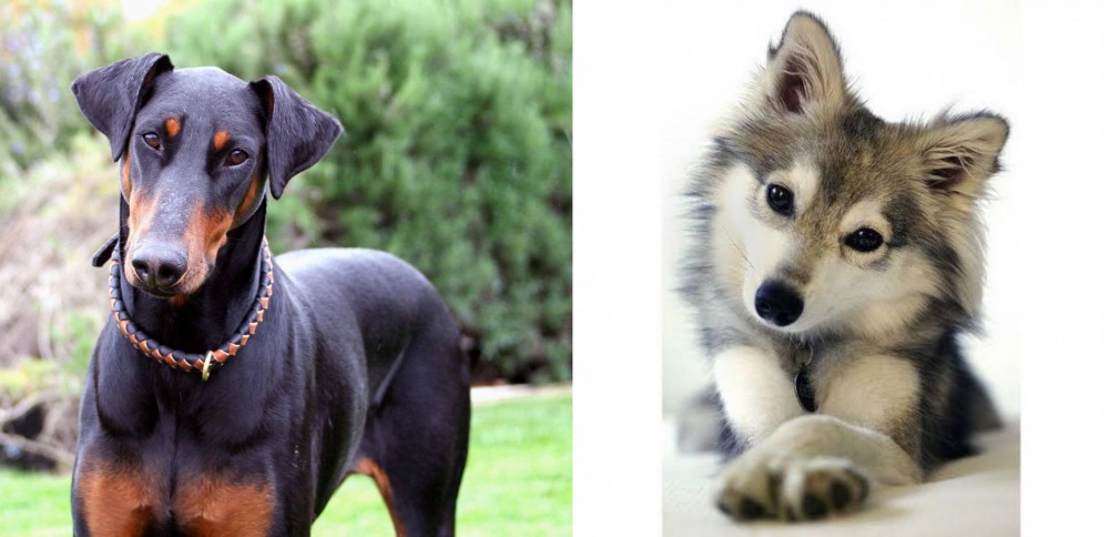 Miniature Siberian Husky vs Doberman Pinscher - Breed Comparison