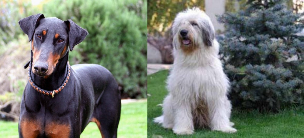Mioritic Sheepdog vs Doberman Pinscher - Breed Comparison