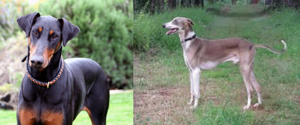 Mudhol Hound vs Doberman Pinscher - Breed Comparison