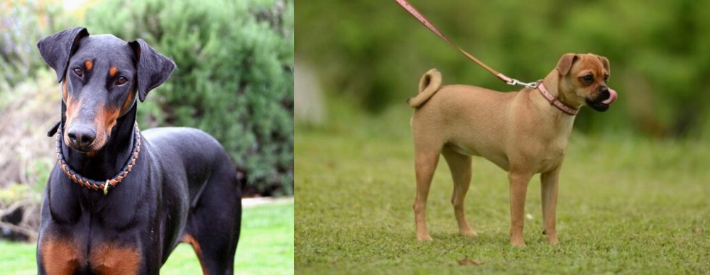 Muggin vs Doberman Pinscher - Breed Comparison