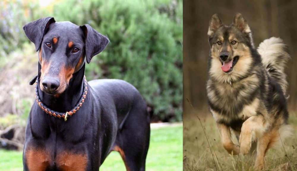 Native American Indian Dog vs Doberman Pinscher - Breed Comparison