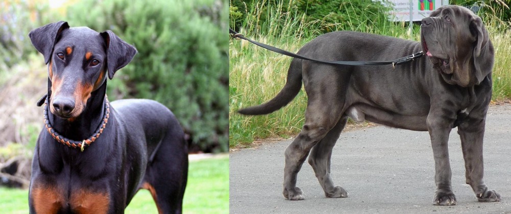 Neapolitan Mastiff vs Doberman Pinscher - Breed Comparison