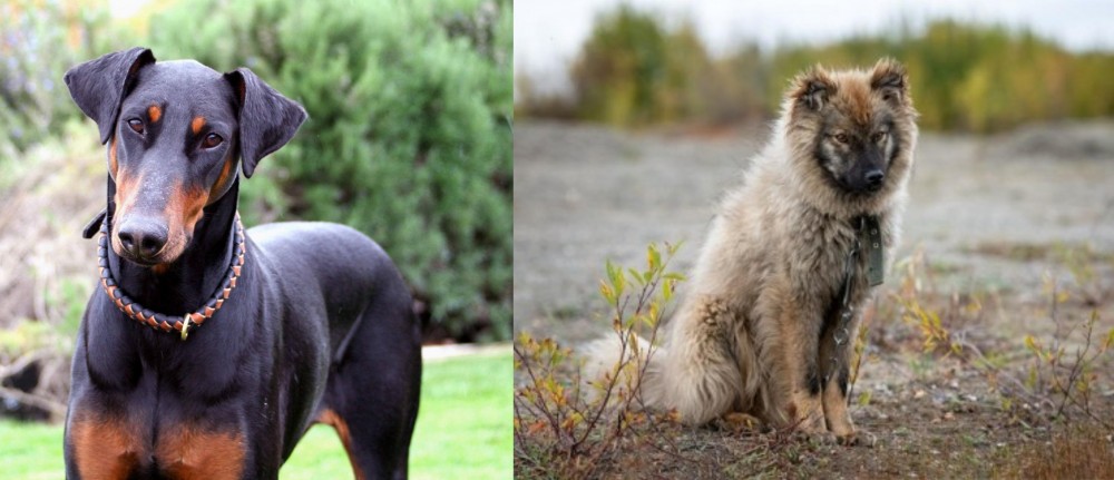 Nenets Herding Laika vs Doberman Pinscher - Breed Comparison