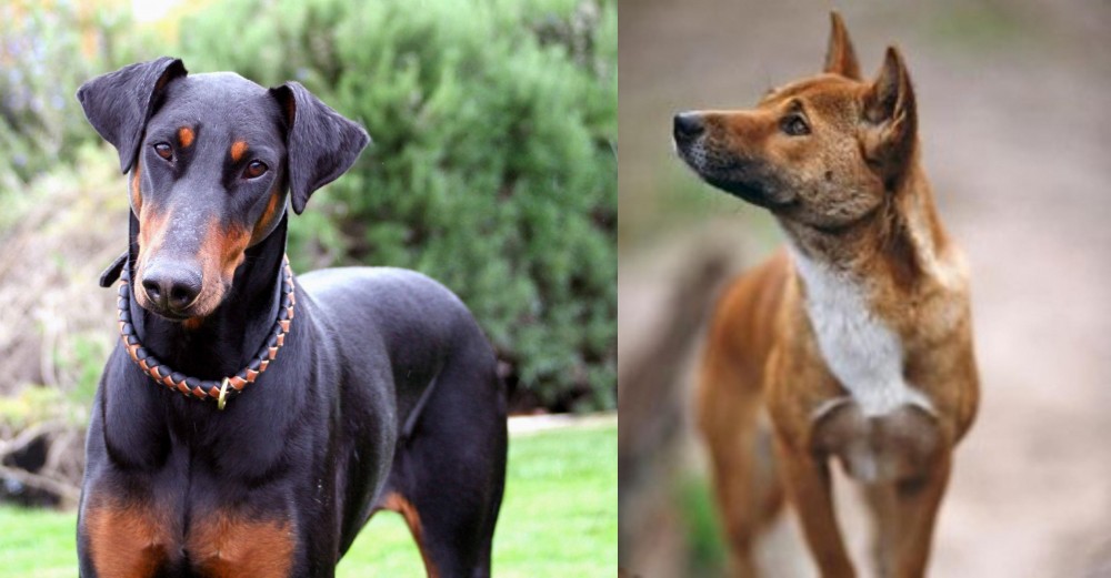 New Guinea Singing Dog vs Doberman Pinscher - Breed Comparison