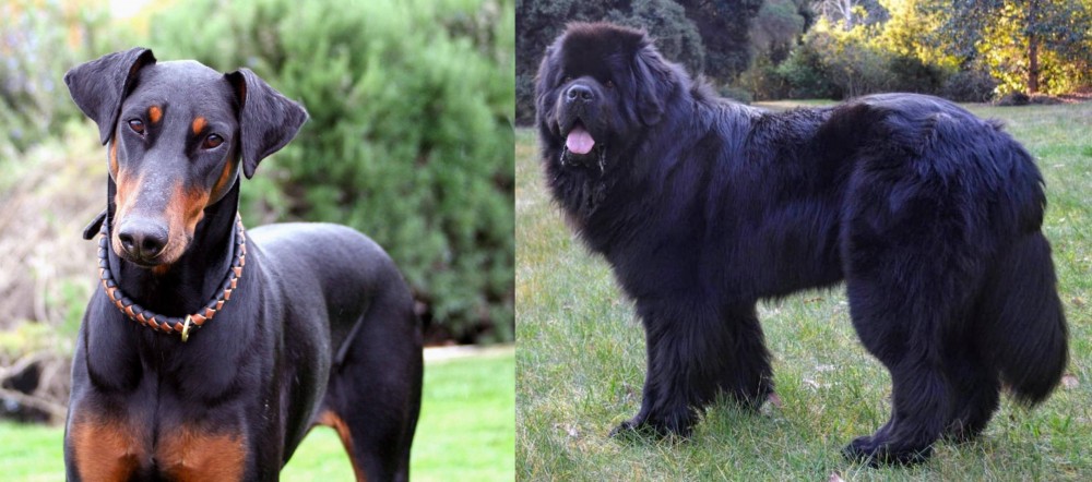 Newfoundland Dog vs Doberman Pinscher - Breed Comparison