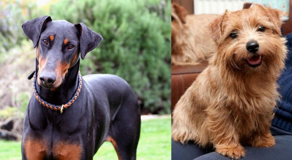 Norfolk Terrier vs Doberman Pinscher - Breed Comparison