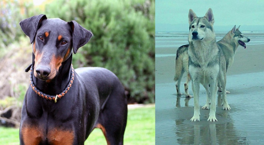 Northern Inuit Dog vs Doberman Pinscher - Breed Comparison