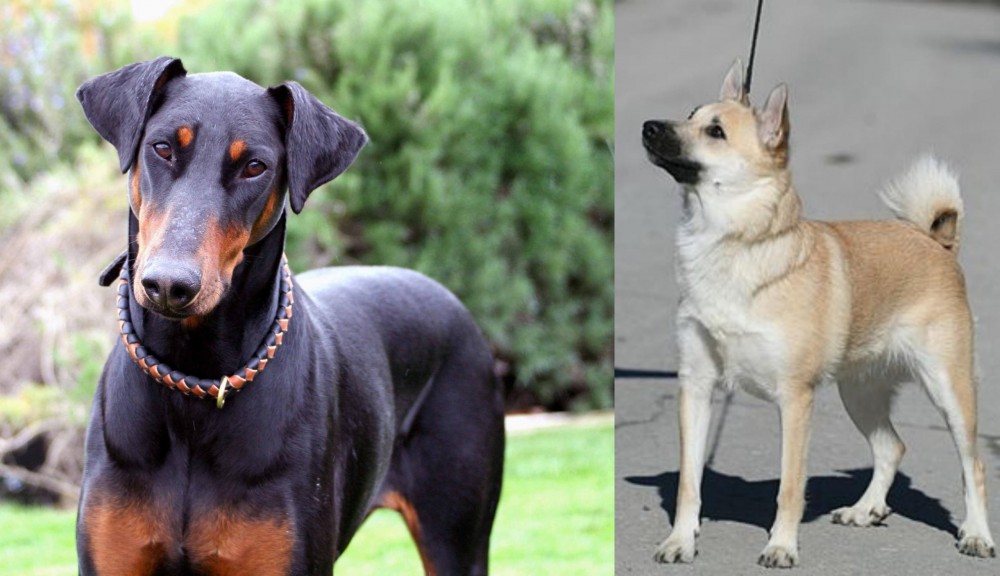 Norwegian Buhund vs Doberman Pinscher - Breed Comparison