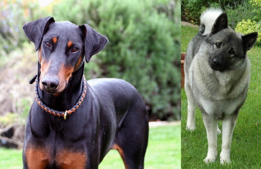 Norwegian Elkhound vs Doberman Pinscher - Breed Comparison